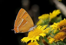 Attēlu rezultāti vaicājumam “Thecla betulae female”