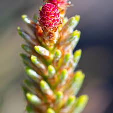 Attēlu rezultāti vaicājumam “Pinus sylvestris female flower”
