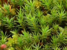 Attēlu rezultāti vaicājumam “Polytrichum strictum”
