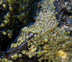 Attēlu rezultāti vaicājumam “Trichoptera egg mass”