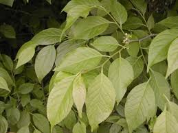 Attēlu rezultāti vaicājumam “Libanotis montana leaf”