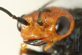 Attēlu rezultāti vaicājumam “Acantholyda erythrocephala”