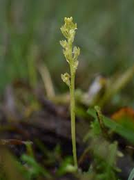 Attēlu rezultāti vaicājumam “Hammarbya paludosa flower”