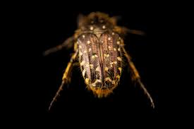 Attēlu rezultāti vaicājumam “Oxythyrea funesta”