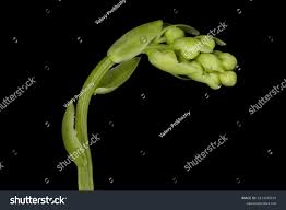 Attēlu rezultāti vaicājumam “Orthilia secunda flower”