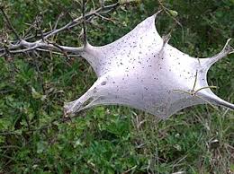 Attēlu rezultāti vaicājumam “Eriogaster lanestris”