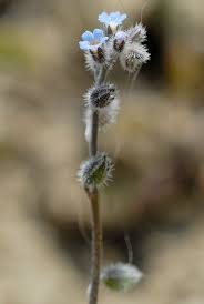 Attēlu rezultāti vaicājumam “Myosotis ramosissima flower”