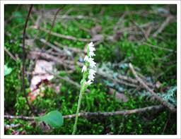 Attēlu rezultāti vaicājumam “Goodyera repens flower”