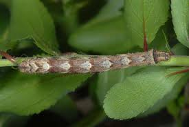 Attēlu rezultāti vaicājumam “Eulithis prunata”