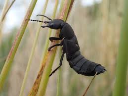 Billedresultat for rovbille