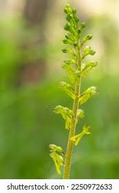 Attēlu rezultāti vaicājumam “Listera ovata leaf”