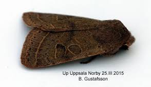 Attēlu rezultāti vaicājumam “Orthosia cerasi”