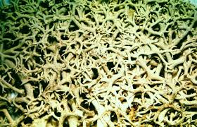 Attēlu rezultāti vaicājumam “Cladonia stellaris”