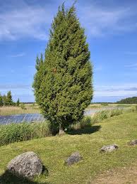 Attēlu rezultāti vaicājumam “Juniperus communis”