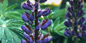 Attēlu rezultāti vaicājumam “Lupinus polyphyllus”