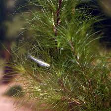 Attēlu rezultāti vaicājumam “Najas tenuissima leaf”