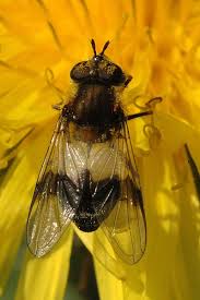 Attēlu rezultāti vaicājumam “Leucozona lucorum”