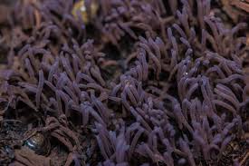 Attēlu rezultāti vaicājumam “Stemonitis lignicola stalked”