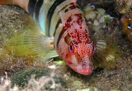 Image result for Serranus scriba