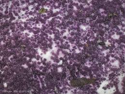 Attēlu rezultāti vaicājumam “Nectriopsis violacea”