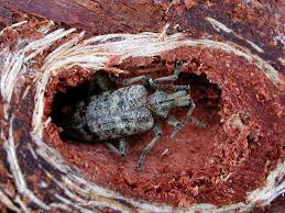 Attēlu rezultāti vaicājumam “Rhagium inquisitor”