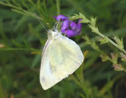 Attēlu rezultāti vaicājumam “Pieridae”