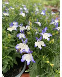 Image result for Lobelien