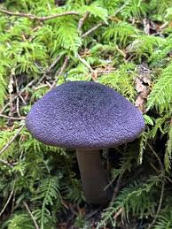 Attēlu rezultāti vaicājumam “Cortinarius violaceus”