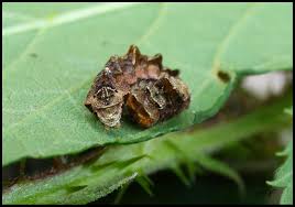 Attēlu rezultāti vaicājumam “Thyatira batis imago”