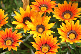 Image result for Gazanien