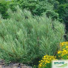 Attēlu rezultāti vaicājumam “Salix repens subsp. rosmarinifolia”