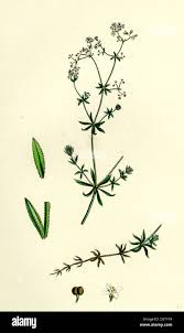 Attēlu rezultāti vaicājumam “Galium uliginosum”