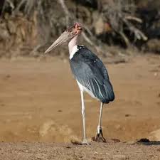 Attēlu rezultāti vaicājumam “Ciconiiformes”
