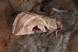 Attēlu rezultāti vaicājumam “Eucarta virgo”