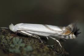 Attēlu rezultāti vaicājumam “Lyonetia prunifoliella”