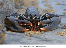 Image result for Homarus gammarus