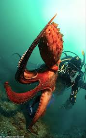 Image result for Enteroctopus dofleini