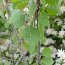 Attēlu rezultāti vaicājumam “Populus tremula leaf”