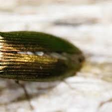 Attēlu rezultāti vaicājumam “Ctenicera pectinicornis female”