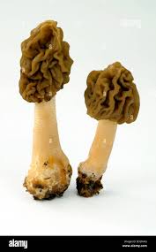 Attēlu rezultāti vaicājumam “Verpa bohemica”