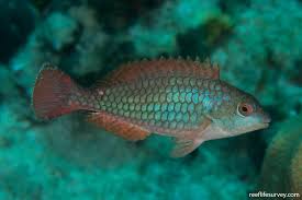 Image result for Sparisoma aurofrenatum