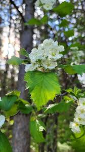 Attēlu rezultāti vaicājumam “Crataegus submollis fruit”