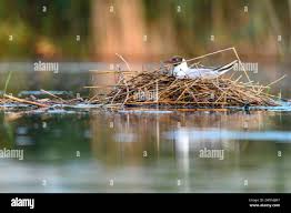 Attēlu rezultāti vaicājumam “Chlidonias niger eggs”