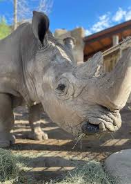 Image result for Rhyl Rhinos