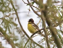 Image result for Emberiza aureola