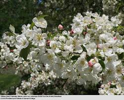 Attēlu rezultāti vaicājumam “Malus x zumi”