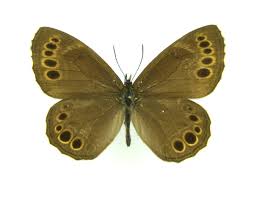 Attēlu rezultāti vaicājumam “Lopinga achine”