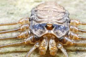 Attēlu rezultāti vaicājumam “Lophopilio palpinalis”