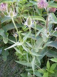 Attēlu rezultāti vaicājumam “Dipsacaceae”