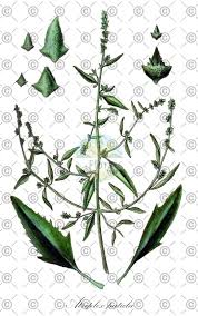 Attēlu rezultāti vaicājumam “Atriplex patula fruit”